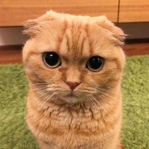 Meet your Posher, Hoptacc